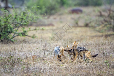 犬科中犬科犬种查卡拉夏布拉克图片