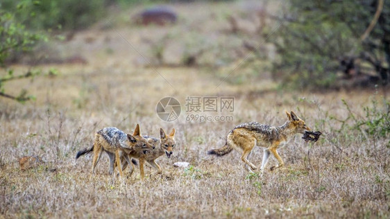 犬科中犬科犬种查卡拉夏布拉克图片