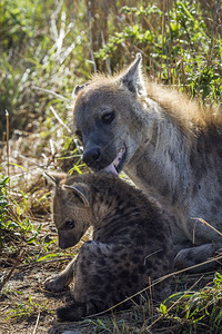 Hyaenid的Crocutarouta家庭图片