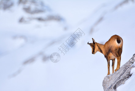 西班牙公园picosdeuropa山峰上的雪积中黑白图片