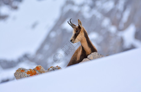 西班牙公园picosdeuropa山峰上的雪积中黑白图片