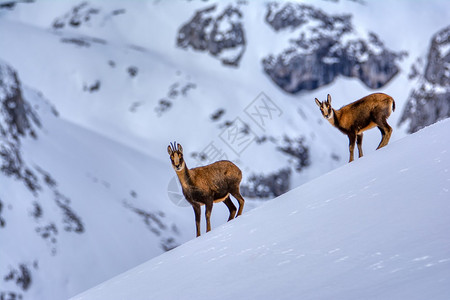 西班牙公园picosdeuropa山峰上的雪积中黑白图片