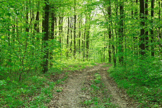 森林树木自然绿木阳光背景图片