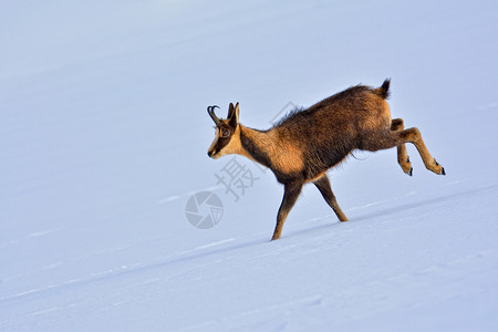 西班牙公园picosdeuropa山峰上的雪积中黑白图片