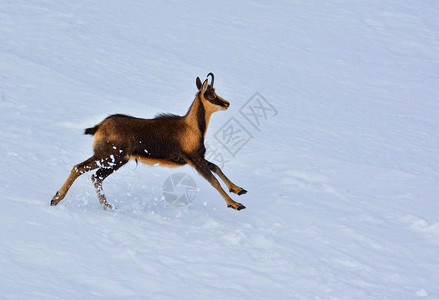 西班牙公园picosdeuropa山峰上的雪积中黑白图片