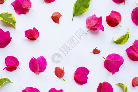 由白色背景的美丽红果树花制成图片