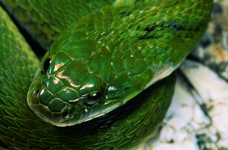 绿蛇或没有毒气马哈拉施特印地安图片