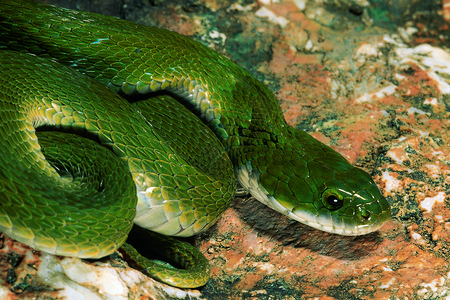 绿蛇或没有毒气马哈拉施特印地安图片