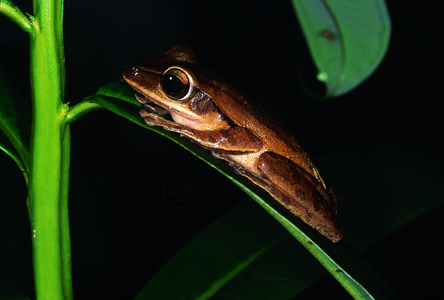 青蛙在叶子上树叶图片素材