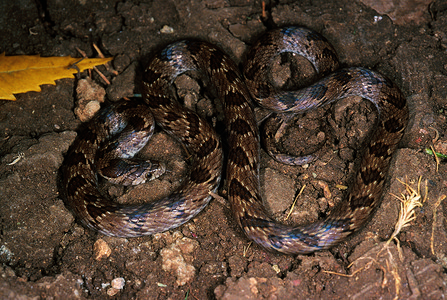 oligndtaeioltusrelvricdkuri蛇无毒punemahrstind图片