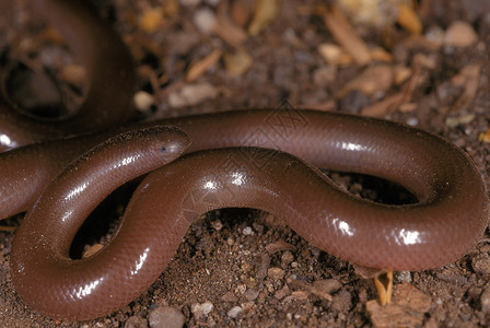 犀牛嘴虫蛇闭合显示头部眼睛和喙无毒摄于印度马哈拉施特拉邦普纳附近