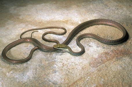 注意这一识别需要确认因为当局无法确定该物种是否发生在diaboulengrbozack树蛇denrlaphiscfbrenalp图片