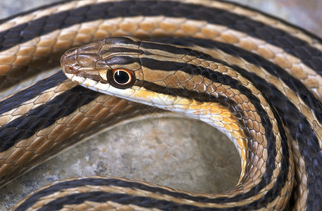 leith来自赫迈达巴德瓜亚拉特因迪的沙蛇关闭头部和前身图片