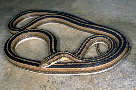 leith沙蛇图片