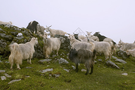 山羊在高草原上蒂亚岛的乌特拉南歇尔图片