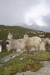 山羊在高草原上蒂亚岛的乌特拉南歇尔图片