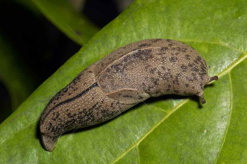 眼睛被跟踪晚上在卡纳塔克邦阿金贝拍照