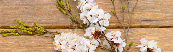 木质背景的春花枝杏子宽幅照片图片