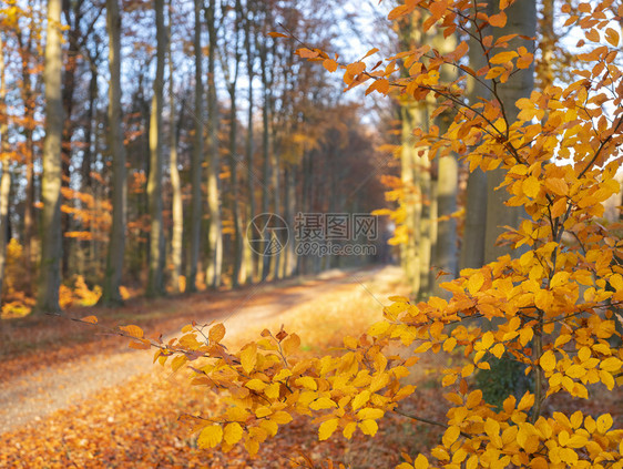 荷兰乌得勒支附近五颜六色的秋天森林里的土路图片