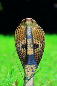 被俘获的标本卡特拉伊蛇公园蓬马哈拉施特印地安图片