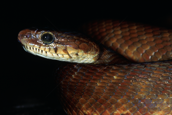 coigafrsteniforsten猫蛇无毒mahrstind图片
