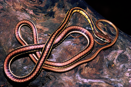 青铜后树蛇因其青铜颜色而命名无毒被俘获的标本马哈拉施特印地安图片