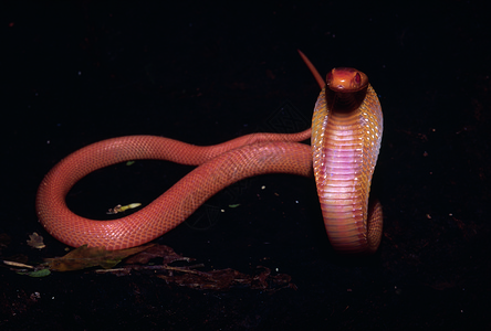 常见的眼镜蛇有毒mahrstind图片