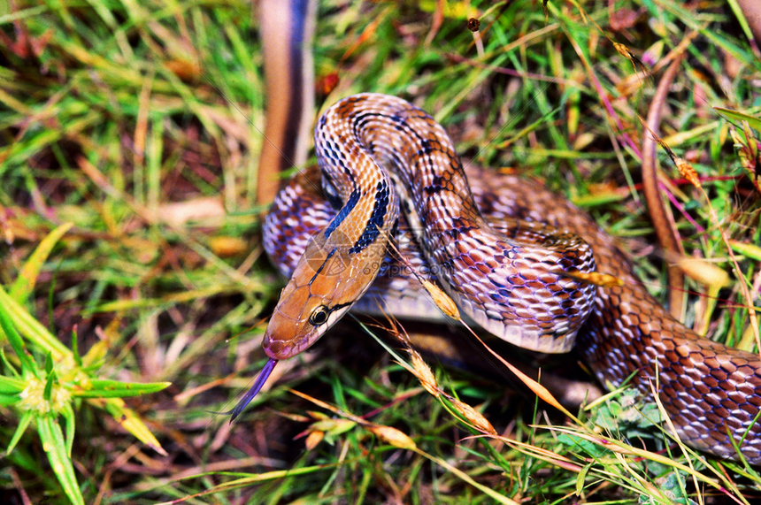 无毒的蛇马哈拉施特印地安人