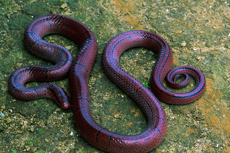 红竹鼠蛇无毒肾上腺素因迪亚图片