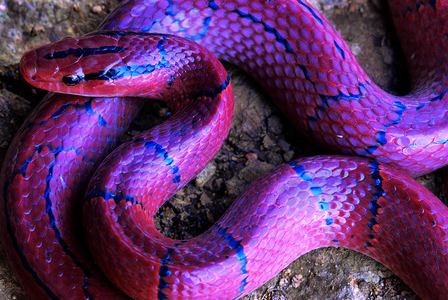 红竹鼠蛇无毒肾上腺素因迪亚图片
