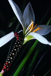 一个毛虫在花瓣上马哈拉施特印地安那图片
