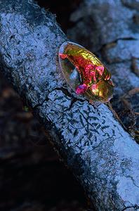 黄金龟甲虫城堡岩喀纳塔卡印地亚图片