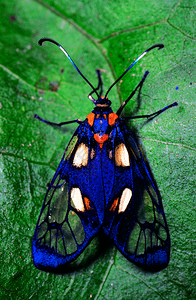 纯正的飞蛾阿鲁纳查尔的萝卜印地亚图片