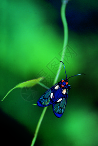 直立的飞蛾阿鲁纳查尔的萝卜印地亚图片