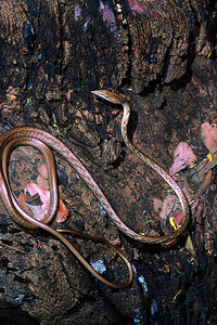 形色的蛇没有毒气马哈拉施特inda图片