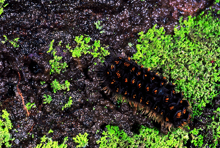 毛虫在草原上霍沙卡姆巴马哈拉施特印地安那图片