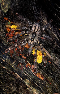 垂直的这个异形蜘蛛通常被称为鸟蜘蛛或猫这只雌蜘蛛是在坎巴山谷的树洞里发现靠近罗纳夫拉mahrstind图片