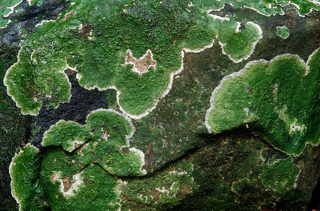 在拜萨尔特岩石上生长的灰和藻类的混凝土这是在印度马哈拉施特的科纳拍摄图片