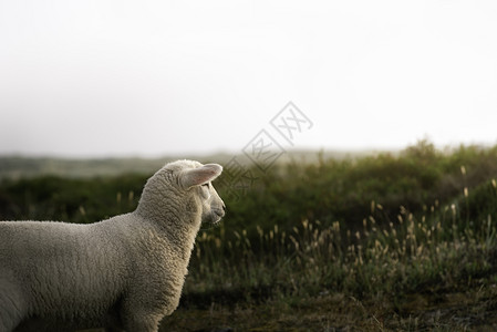 羊群看着地平线和太阳在绿苔丘锡尔特岛北海德意志白羊和日光在夏风景的幼羊图片