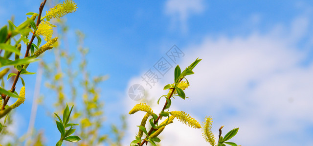 春背景阴户柳树枝猫皮和天空宽阔的照片图片