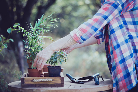 花盆和用于移植的物图片