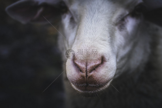 有关一只粉色湿鼻子的羊脸特写细节有选择地聚焦绵羊肖像德国嘴可爱的家畜图片