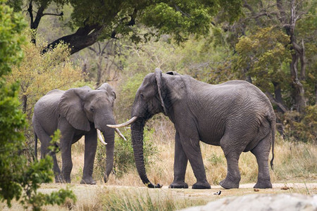 大象非洲家庭图片
