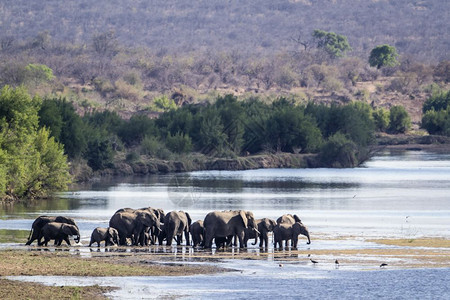 非洲的大象非洲家庭图片