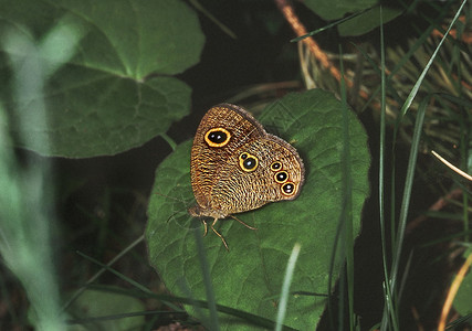 羊驼五环是一只常见的蝴蝶在羊膜里发现图片