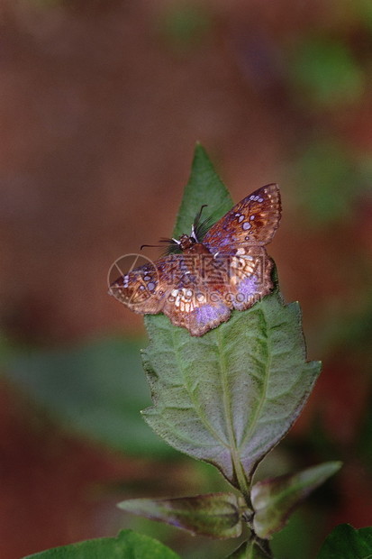 金角一只飞速翔的蝴蝶发现在南面密的丛林里图片