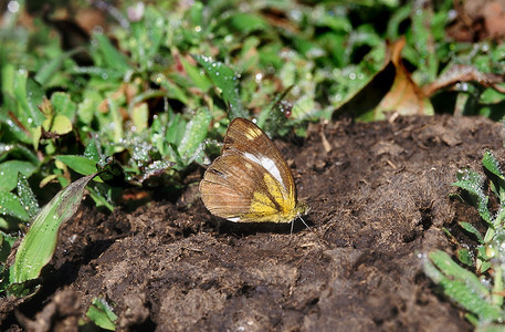 一只蝴蝶在雨季结束时西海绵的中间区域发现了一只蝴蝶图片