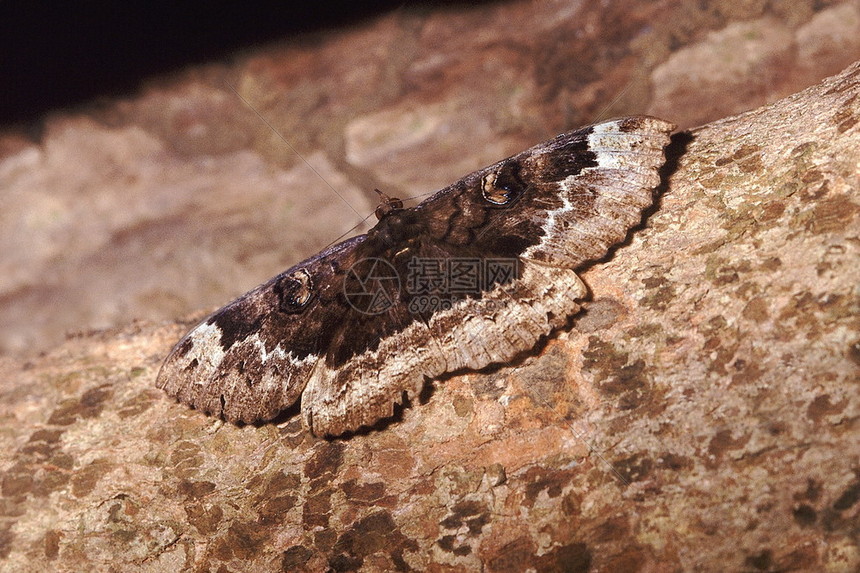 高清的飞蛾和它像猫头鹰般的眼睛