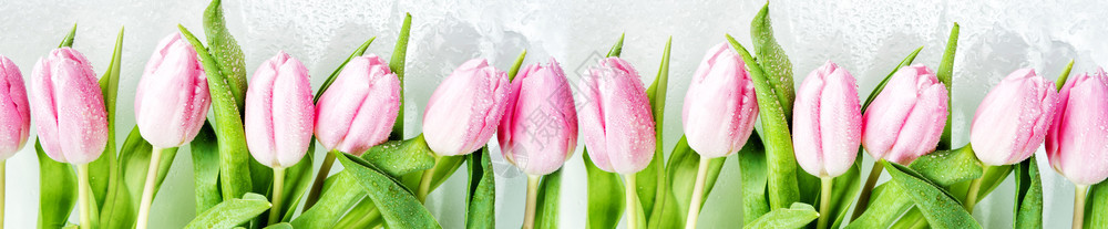 由新鲜粉红郁金香花组成的边框上面覆满露水滴紧贴白色背景图片