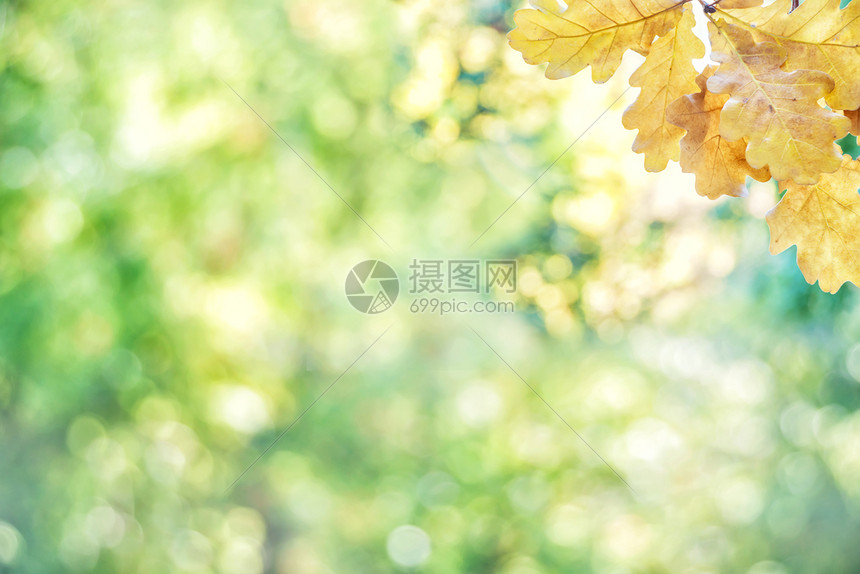秋背景黄橡叶在多色秋的不集中背景上高清图片下载 正版图片 摄图网 秋背景黄橡叶在多色秋的不集中背景上高清图片下载 正版图片 摄图网